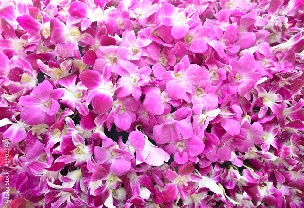  colorful bloom pink orchid background