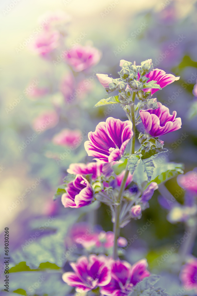 Obraz premium Wild flower closeup backlit
