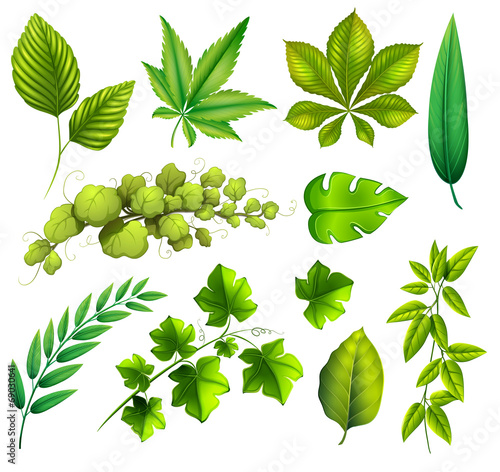 Different leaves