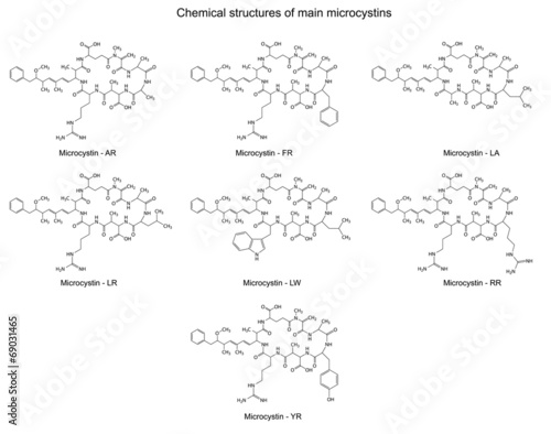 Chemical structural formulas of main microcystins photo