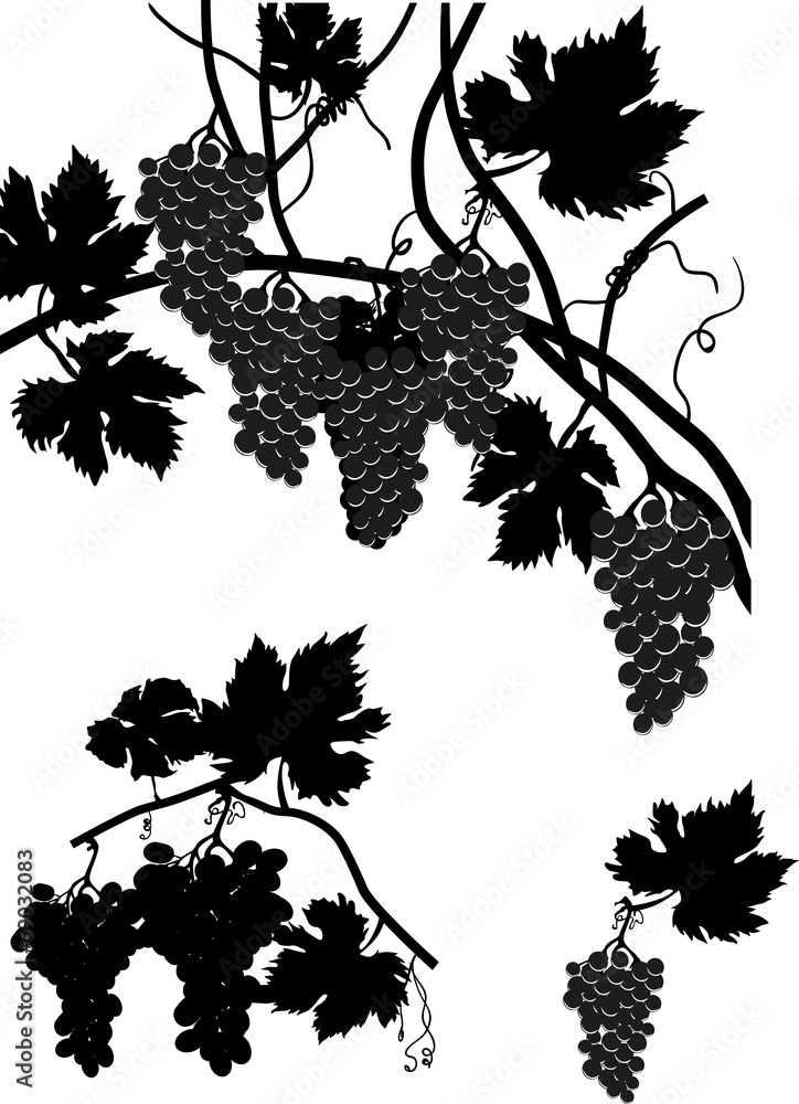 Naklejka premium vine with leaves and grapes collection