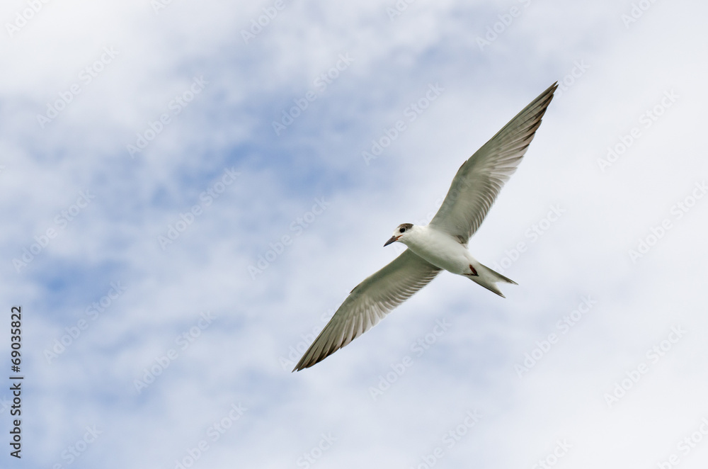 Obraz premium flying seagulls