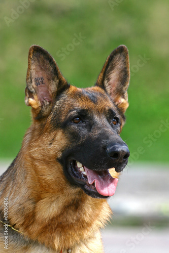 German shepherd female on green background