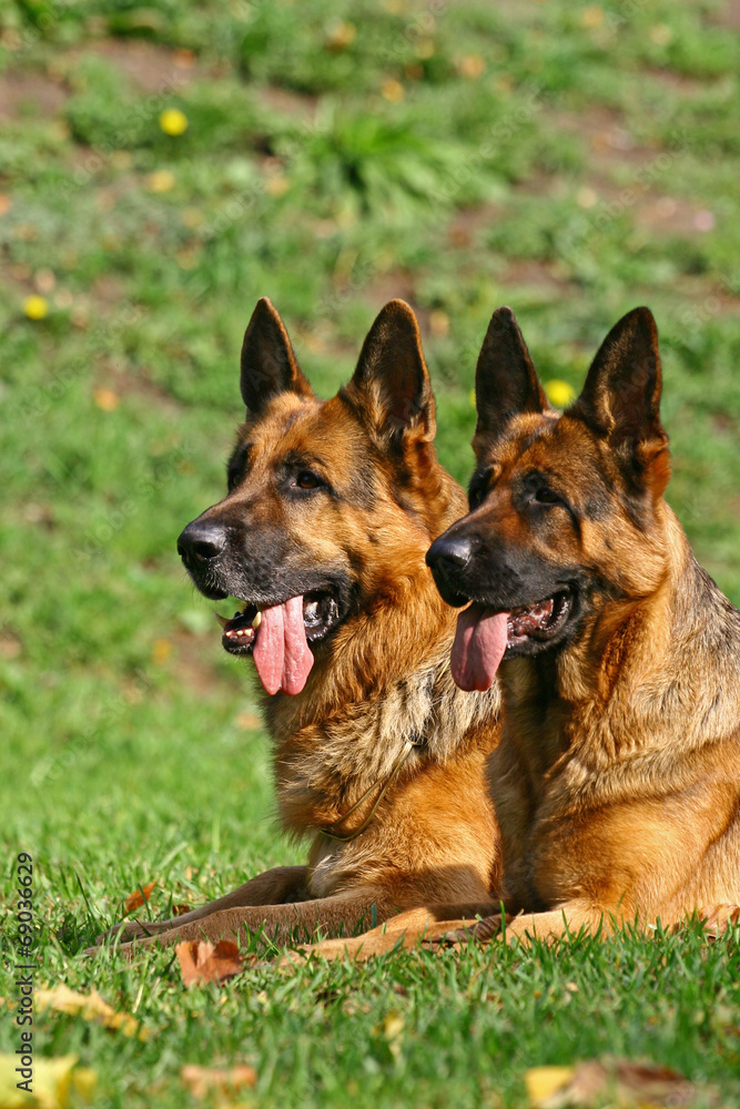 2 german shepherds