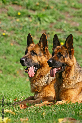 2 german shepherds © PaulShlykov