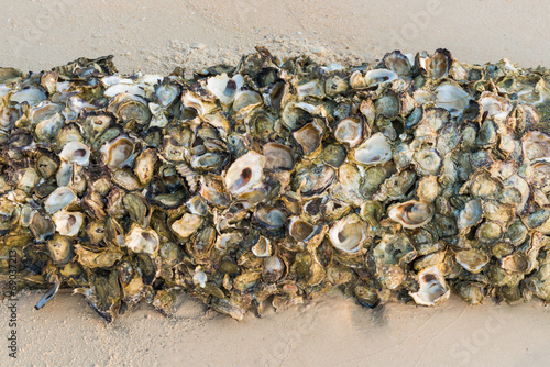 Oysters on the timber photo