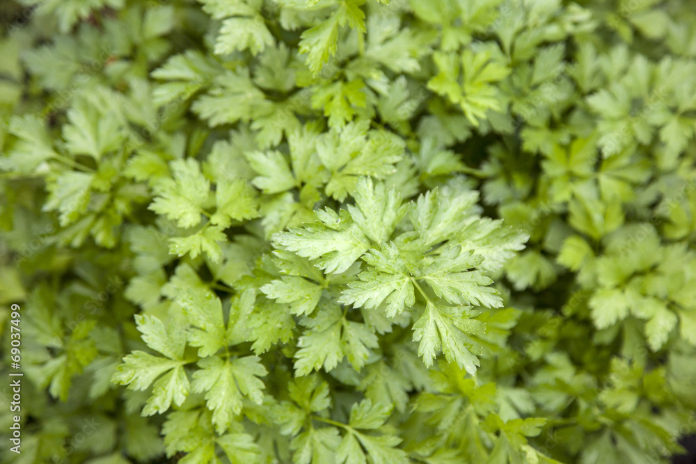 parsley in garden parsley in garden