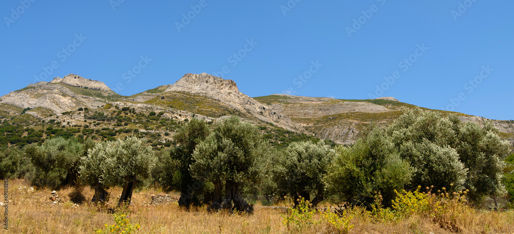 oliviers à Naxos - obrazy, fototapety, plakaty 