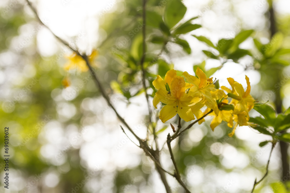 Obraz premium rhododendron