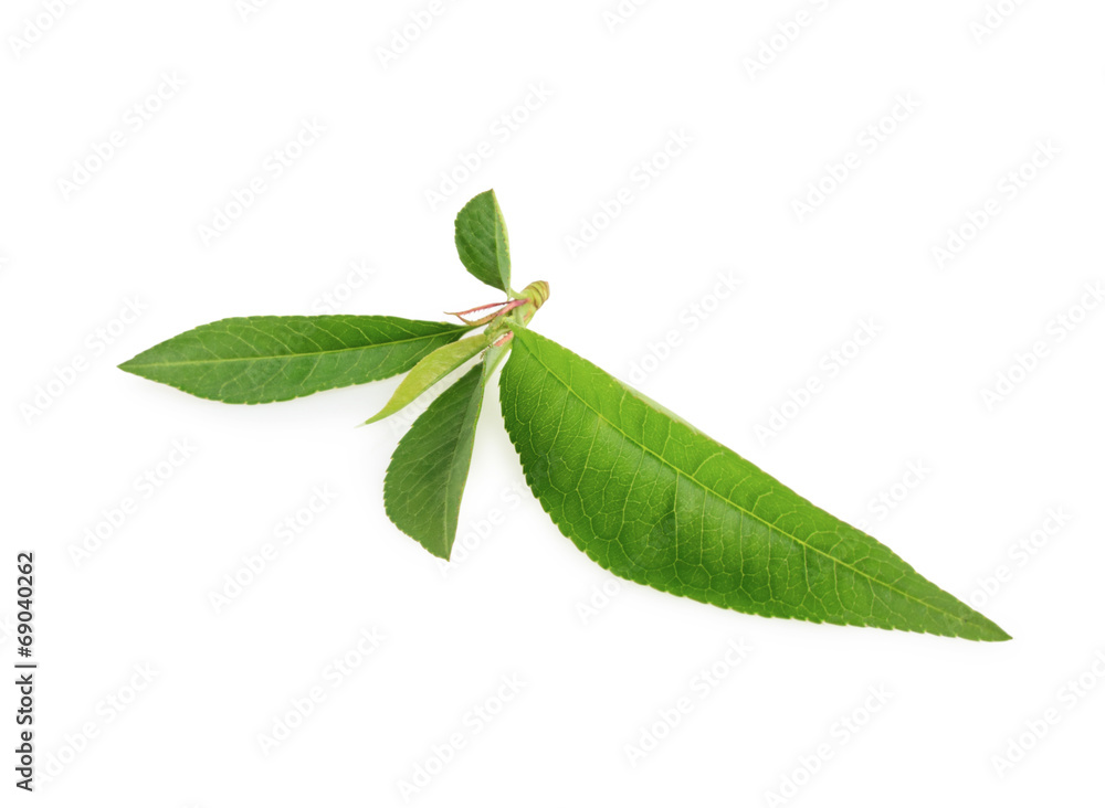 Obraz premium Peach leaf isolated on white background