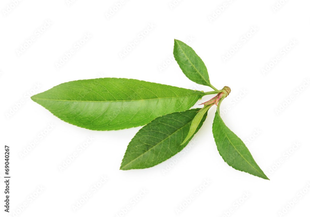 Peach leaf isolated on white background Peach leaf isolated on white background