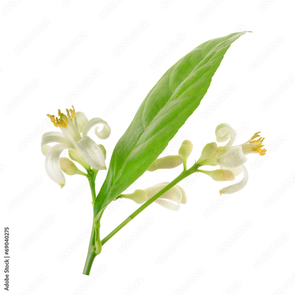Fototapeta premium Branch of a lemon tree with flowers Isolated on white