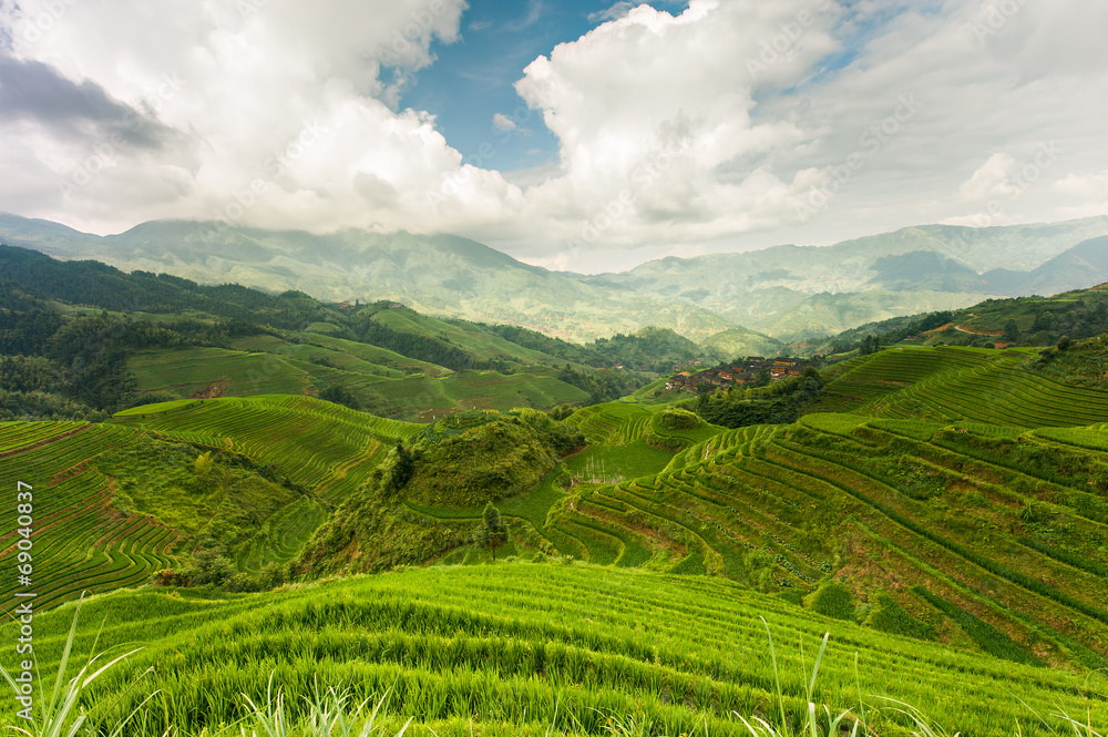 Rice terraces