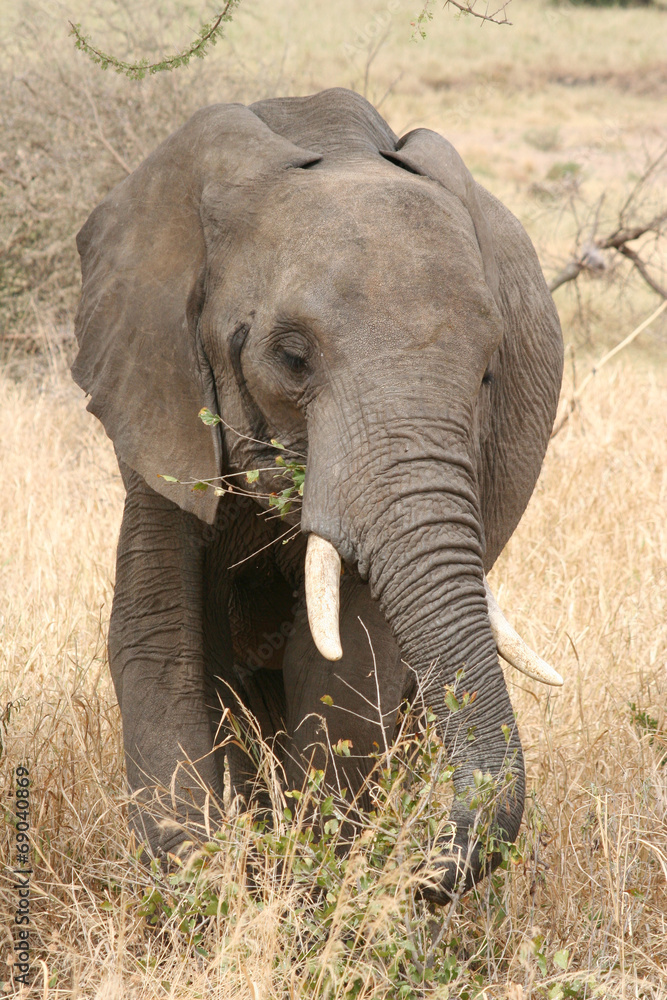 Fototapeta premium Elefante2