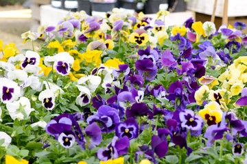 Fototapete Veilchen Stiefmütterchen im Frühlingsbeet blühend  © martincp