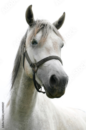 Portrait of an beautiful arabian white horse
