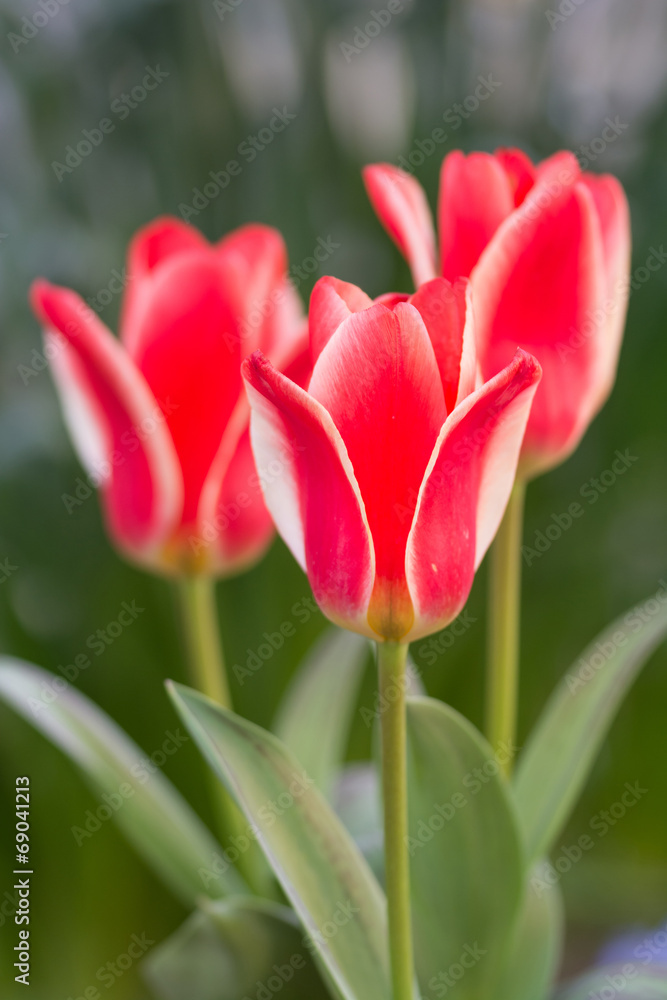 Fototapeta premium Tulipany