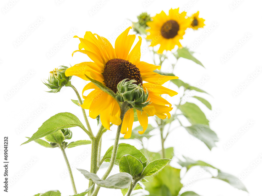 Fototapeta premium Sunflowers