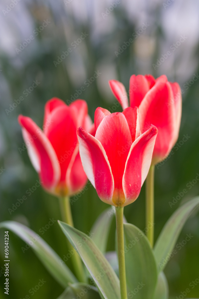Fototapeta premium Tulipany