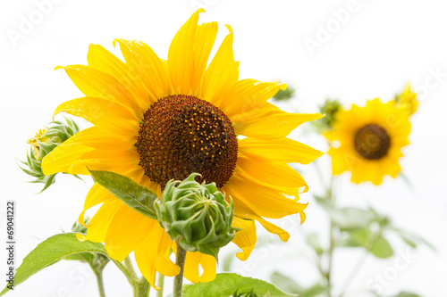 Fototapeta Naklejka Na Ścianę i Meble -  Sunflowers