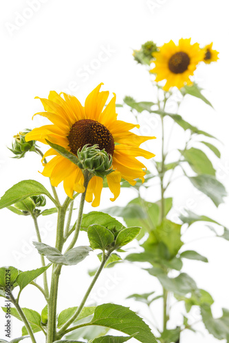 Fototapeta Naklejka Na Ścianę i Meble -  Sunflowers