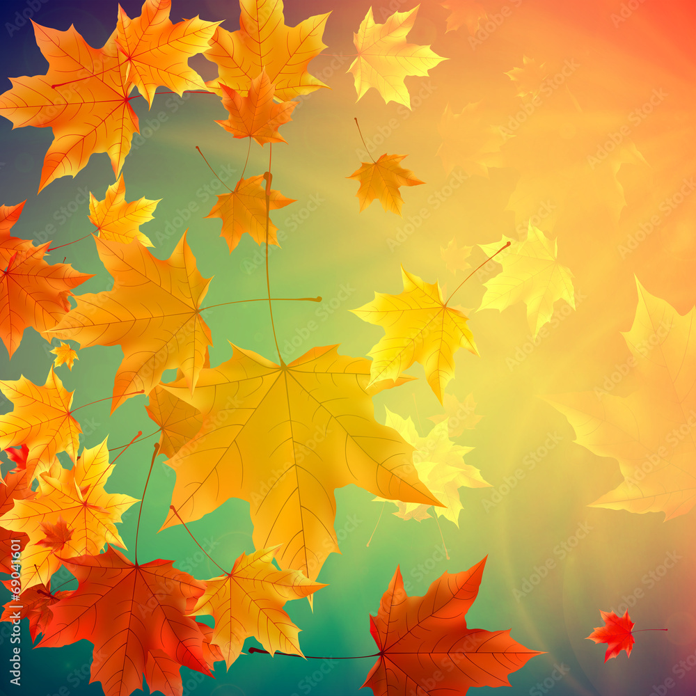 Obraz premium Beautiful autumn Leaves.