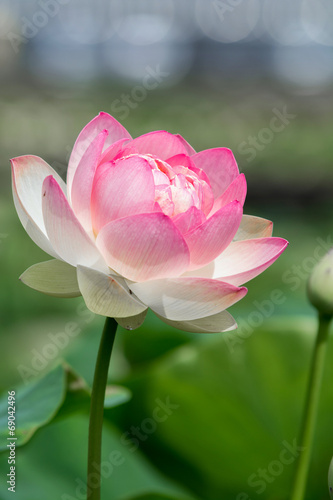 蓮の花