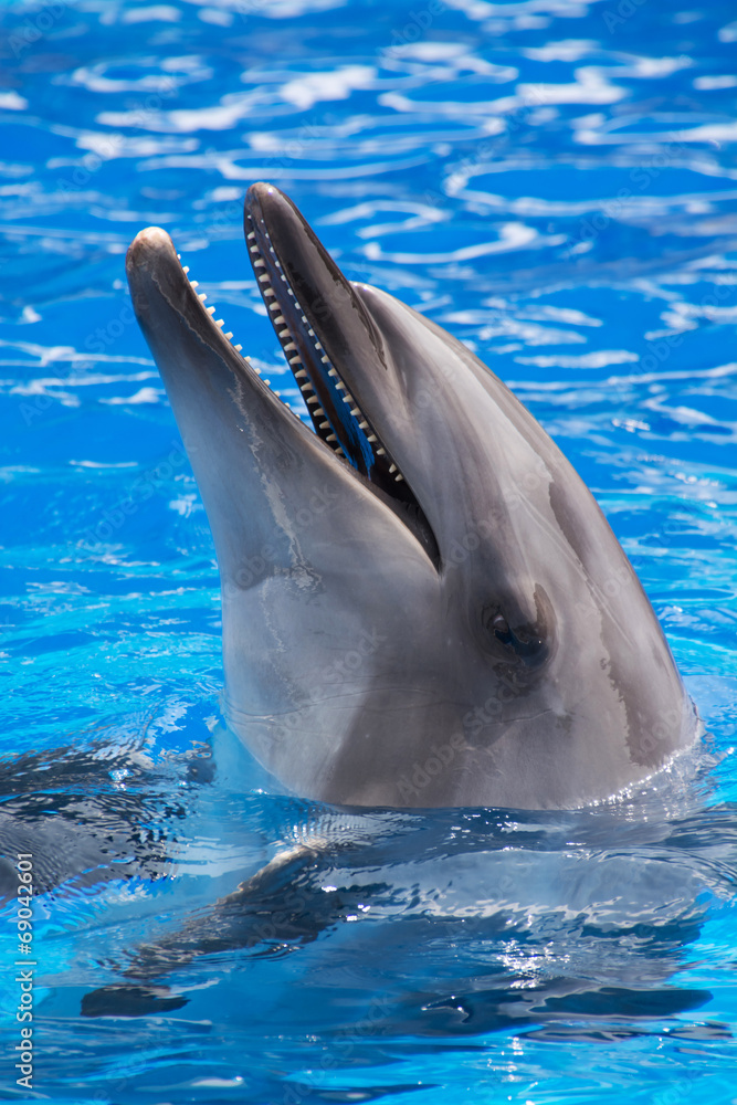 Fototapeta premium イルカのポートレート