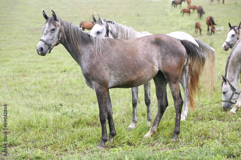 Thoroghbred arabian horses grazing in meadow Thoroghbred arabian horses grazing in meadow