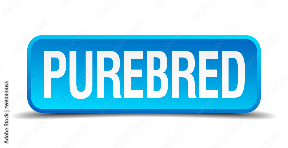 Purebred blue 3d realistic square isolated button Purebred blue 3d realistic square isolated button