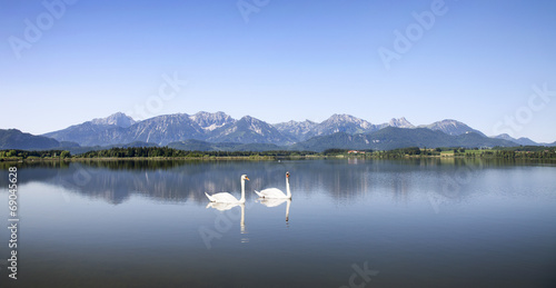 Schwanenpaar auf dem Hopfensee photo