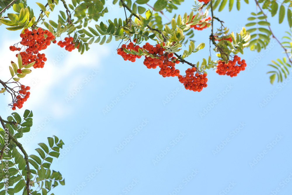 Orange rowan berries on a tree.