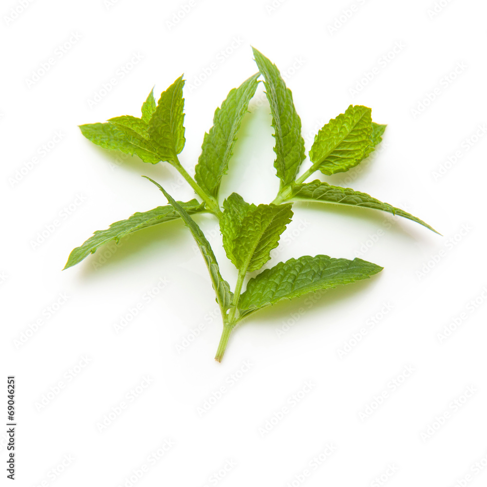 Obraz premium Fresh mint isolated on a white studio background.