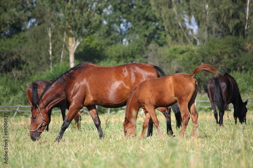 Horses at the pasture in summer
