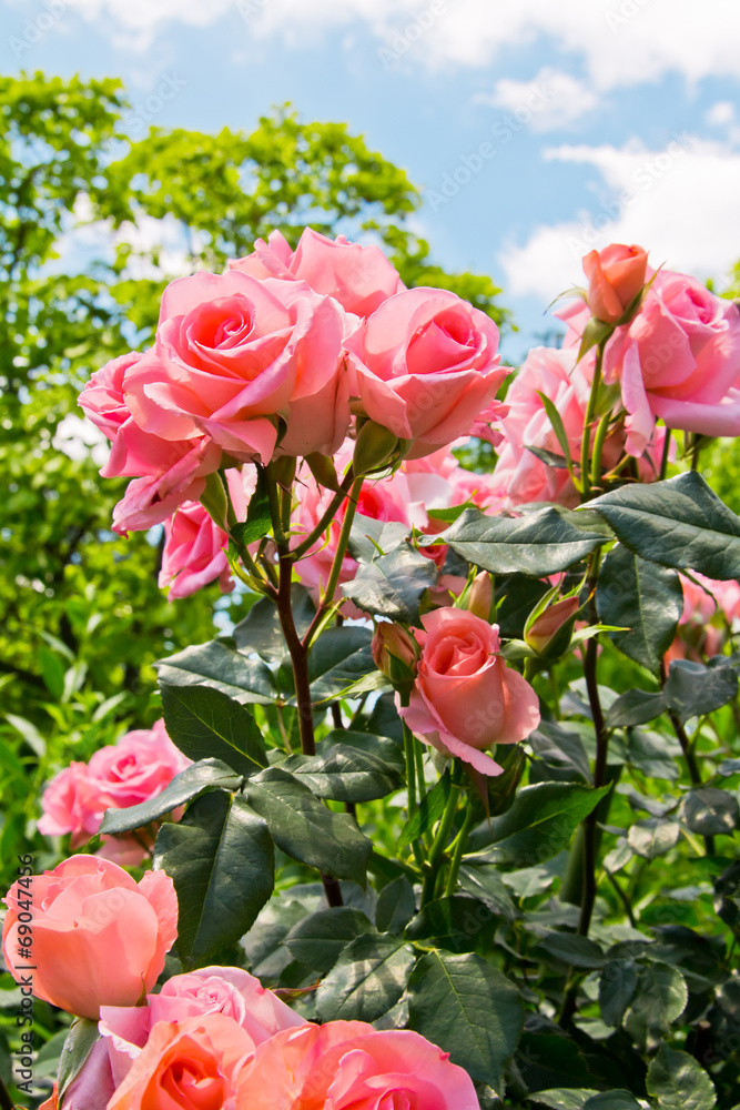 Naklejka premium ピンク色の薔薇の花