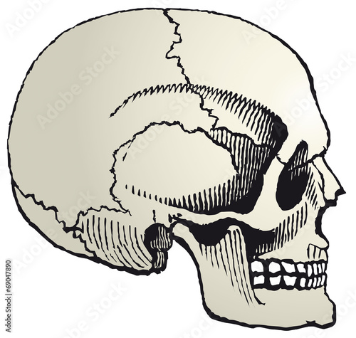 Crâne profil