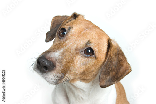 Jack Russell tilting head