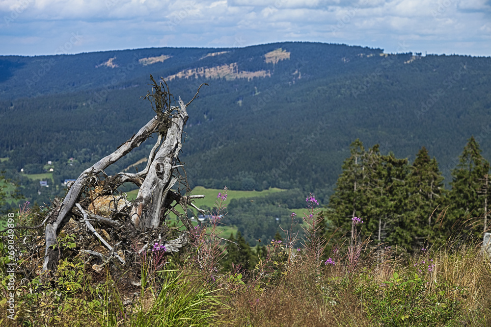 Fototapeta premium Solitaire stump on the meadow