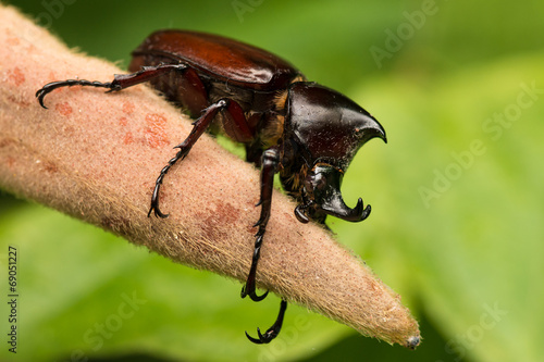 Rhino beetle © kapros76