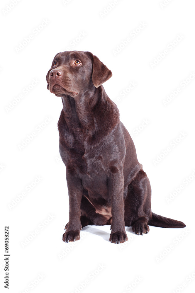 brauner Labrador Retriever sitzt