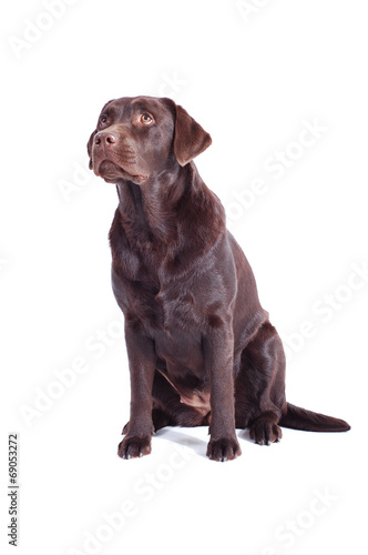 brauner Labrador Retriever sitzt