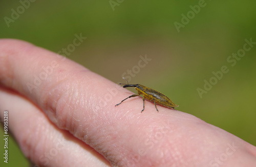 Beetle on finger