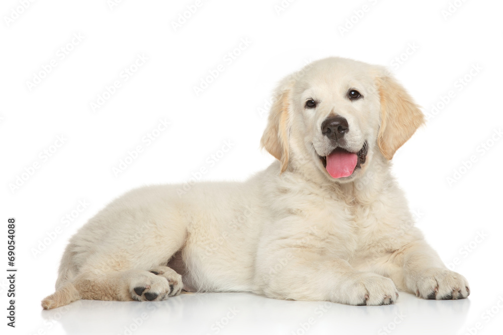 Golden Retriever puppy on white background Golden Retriever puppy on white background