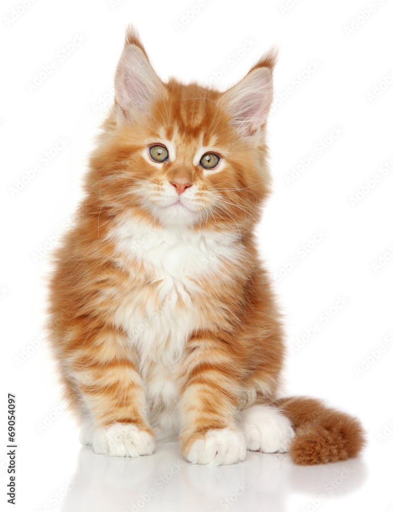 Naklejka premium MaineCoon kitten on a white background
