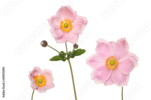 Three anemone flowers