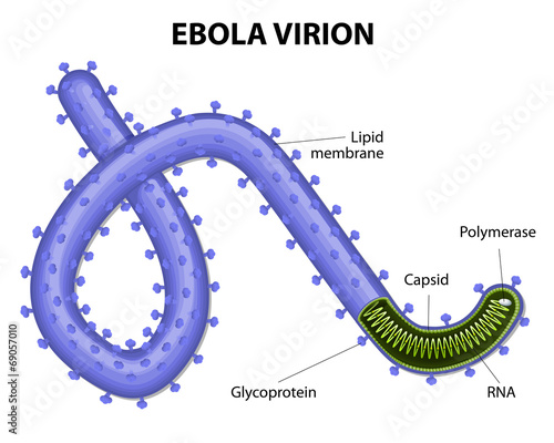 structure of a virion ebolavirus