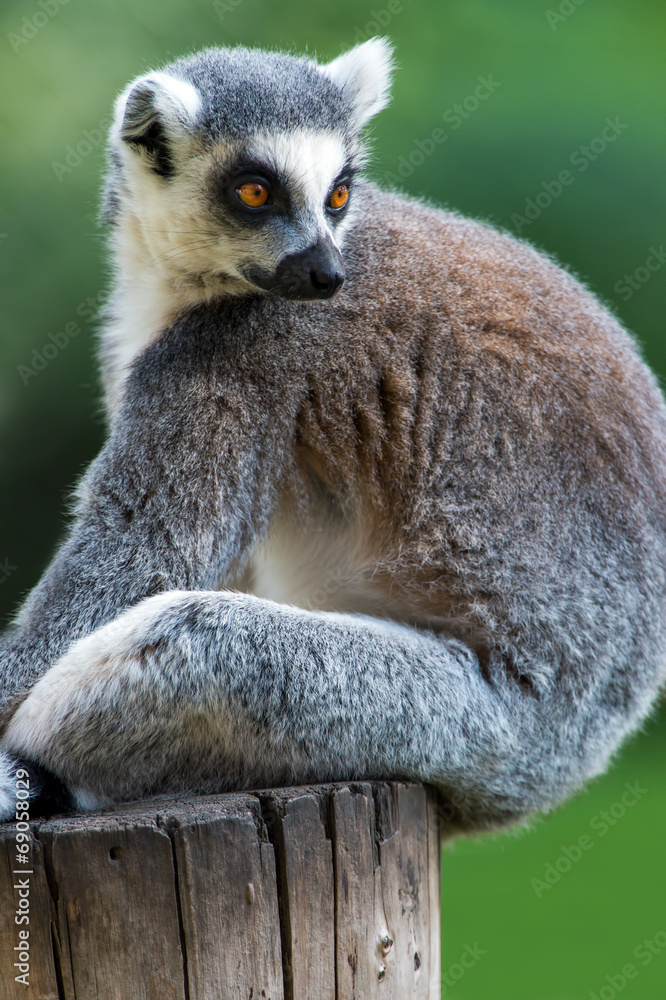 Obraz premium Ring Tailed Lemur