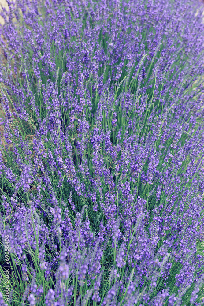 Obraz premium Lavender in Provence, France