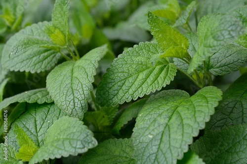 Foglie di Menta