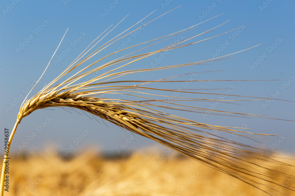 Gerstenfeld vor der Ernte